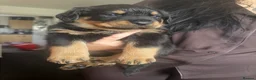 Rottweiler dogs for sale: 2 chunks left  in Maryport - Advert 3