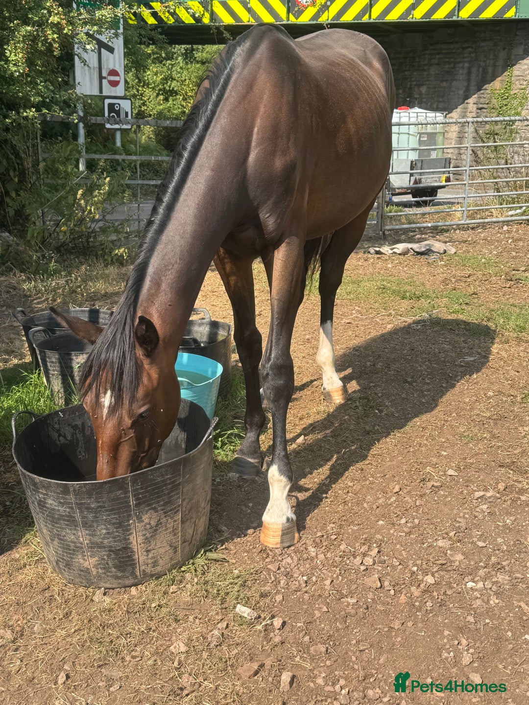British Warmblood horses for sale: Larry long legs - Super Youngster  - Image 2