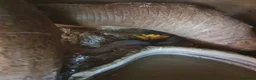 Corn Snake reptiles for sale: 2 corn snakes and full setups - Advert 4