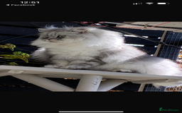 Persian cats for sale: Pure chinchilla Persians!!  - Image 7