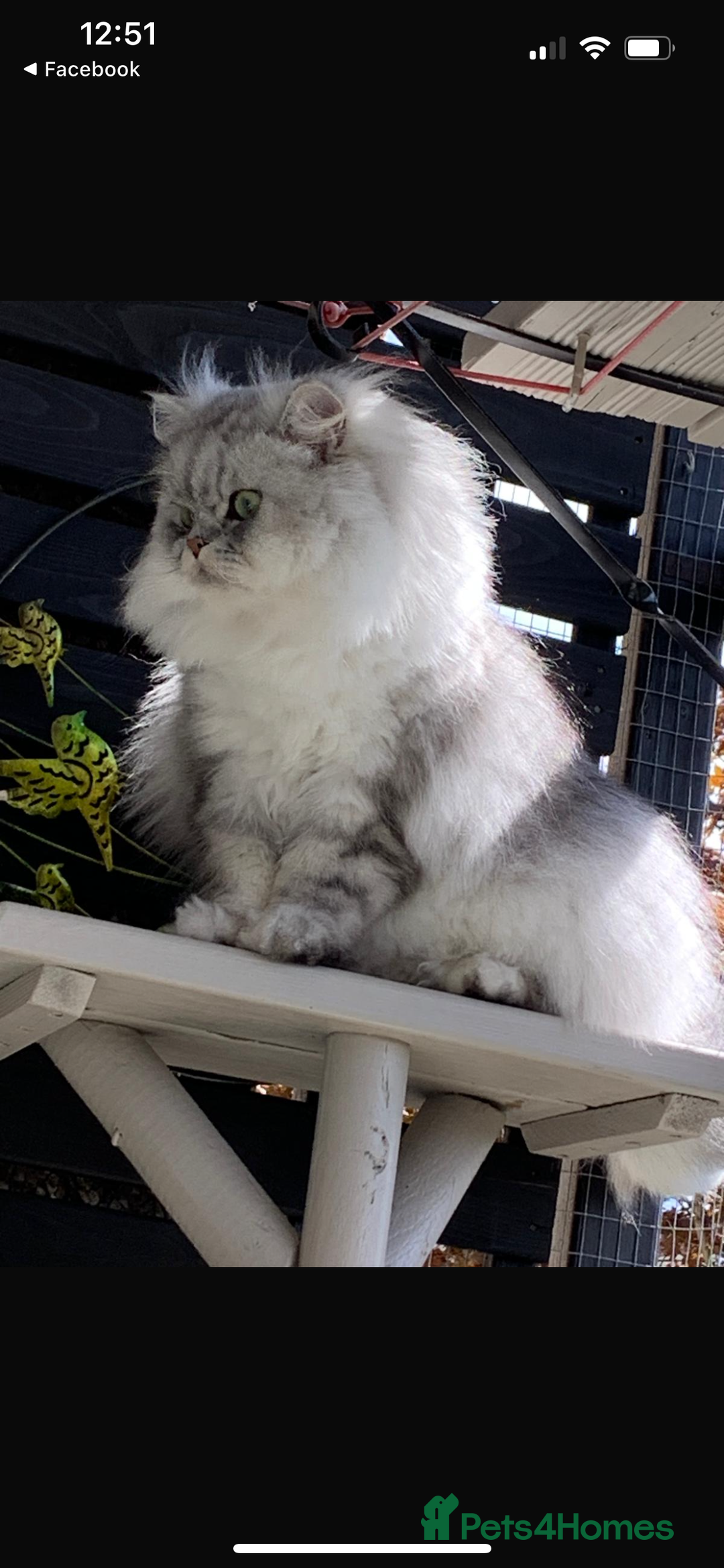 Persian cats for sale: Pure chinchilla Persians!!  - Image 7