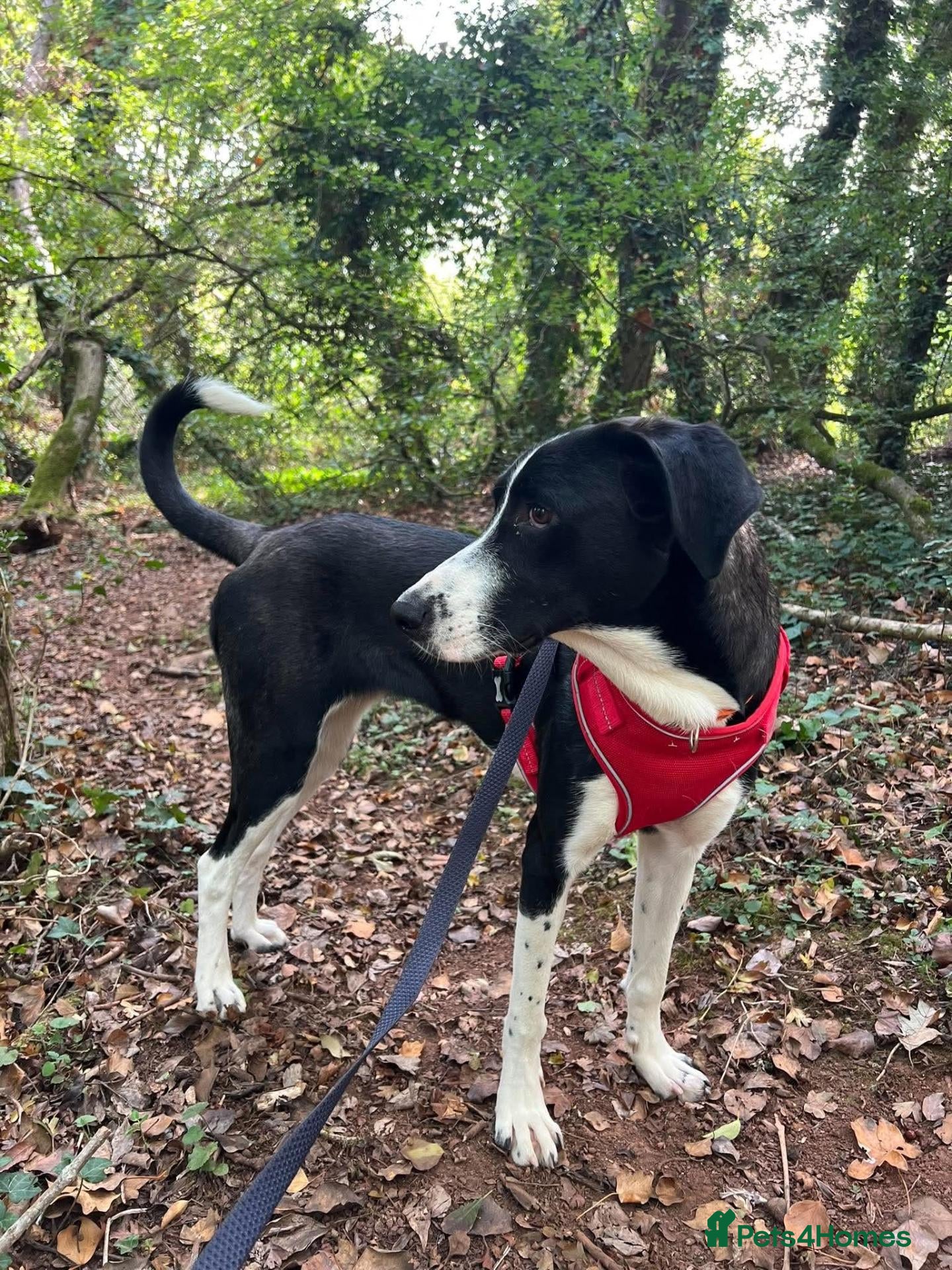 Mixed Breed dogs Panda is looking for her forever home  - Advert 1