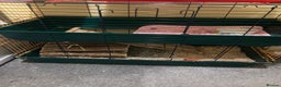 Guinea Pig rodents for sale: 2 guinea pigs with cage and accessories  - Advert 3