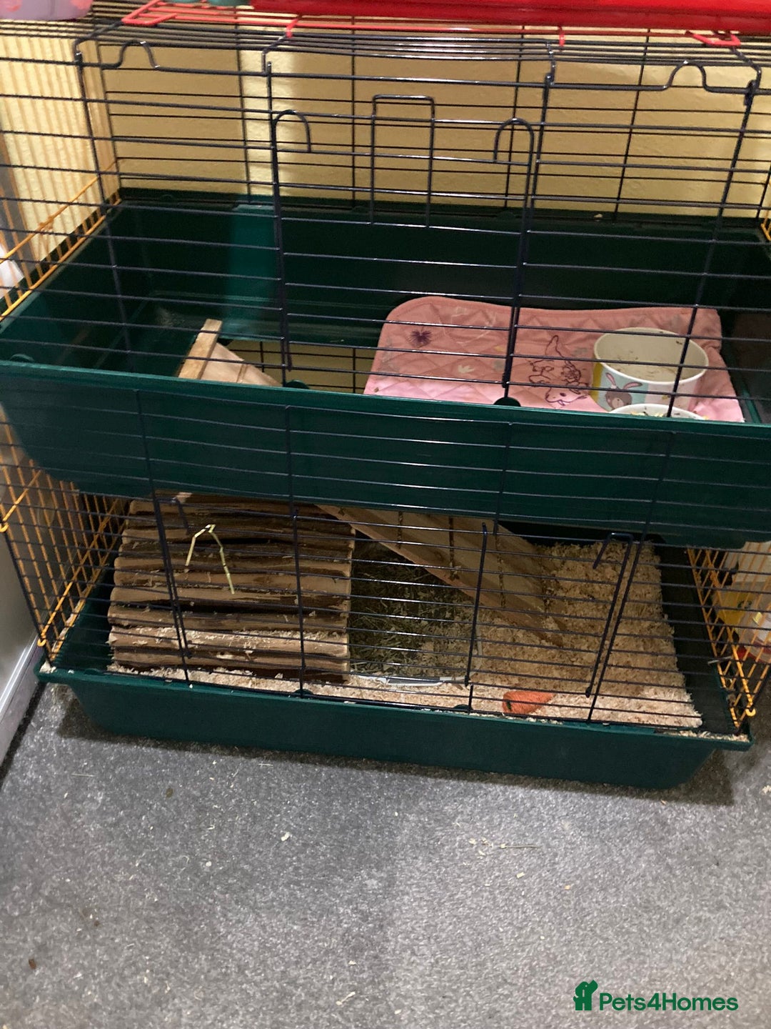 Guinea Pig rodents for sale: 2 guinea pigs with cage and accessories  - Advert 3
