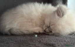 Ragdoll cats for sale: Gorgeous Balls Of Fluff 🥰😻🤗 - Image 24