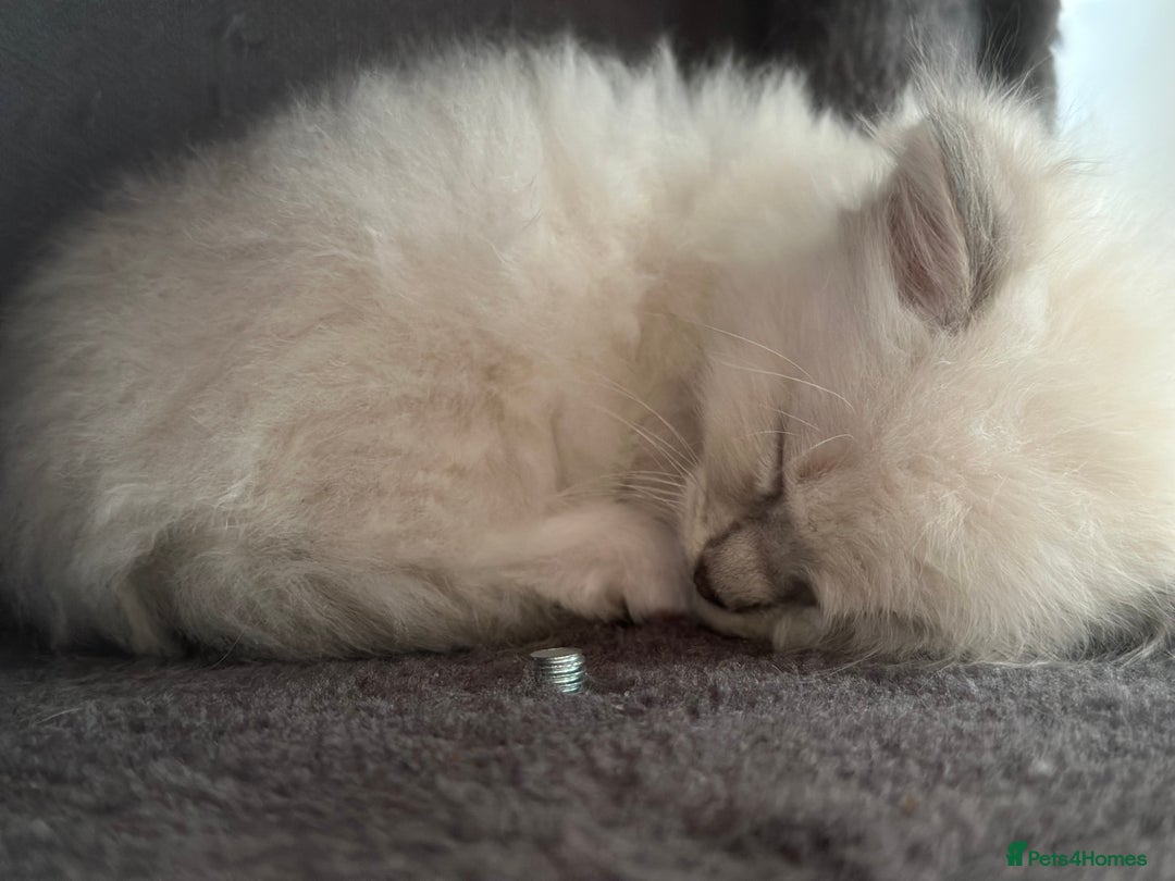 Ragdoll cats for sale: Gorgeous Balls Of Fluff 🥰😻🤗 - Image 24