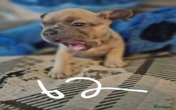 French Bulldog dogs for sale: Beautiful french bulldog puppies  - Image 4