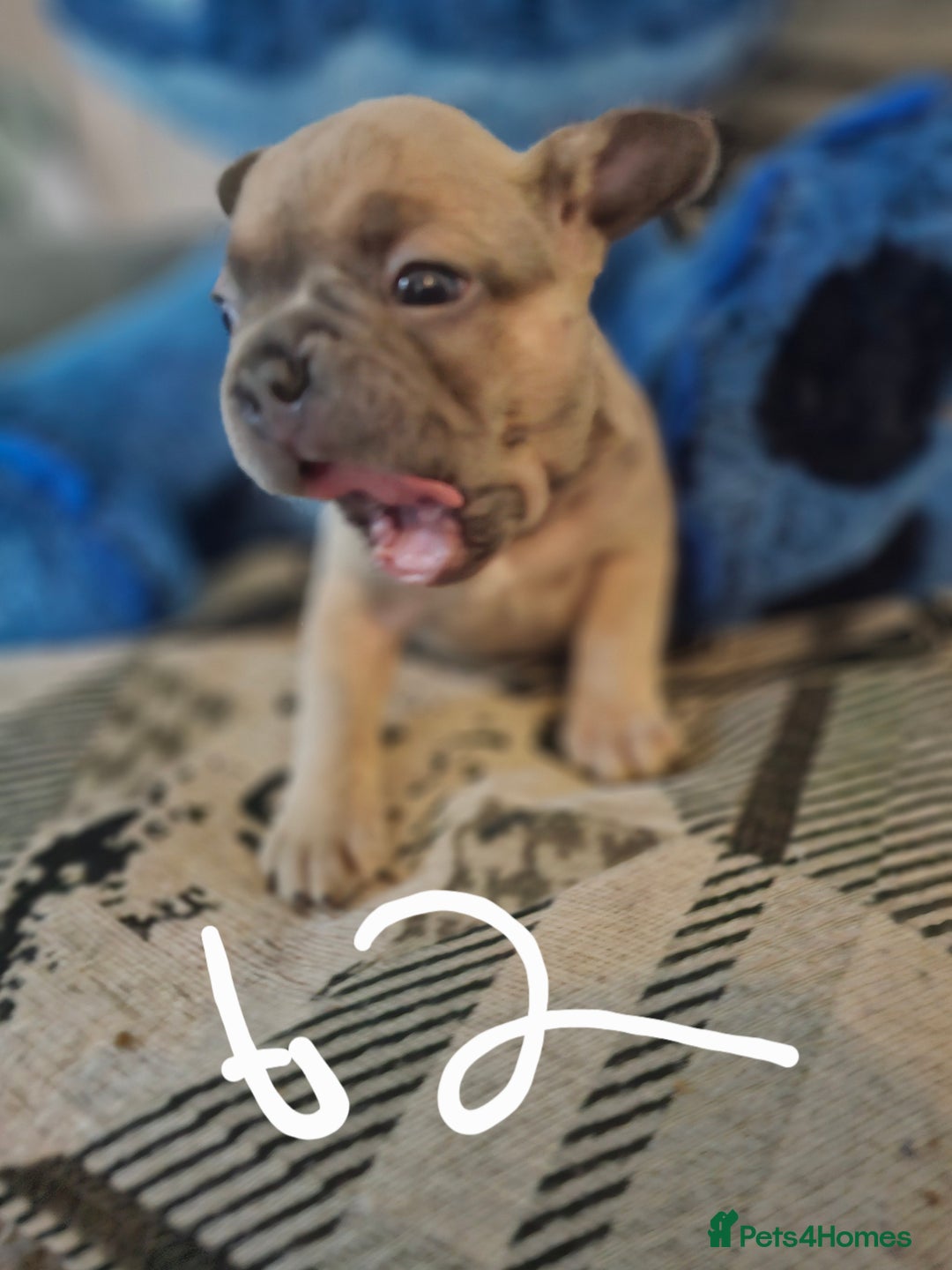 French Bulldog dogs for sale: Beautiful french bulldog puppies  - Image 4