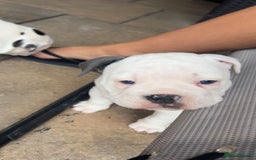 Olde English Bulldogge dogs for sale: Last 2 baby girls left  - Image 14