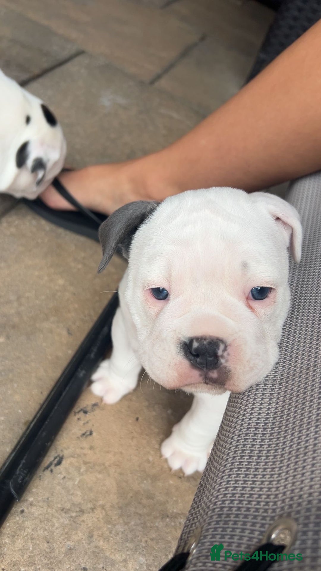 Olde English Bulldogge dogs for sale: Last 2 baby girls left  - Image 14