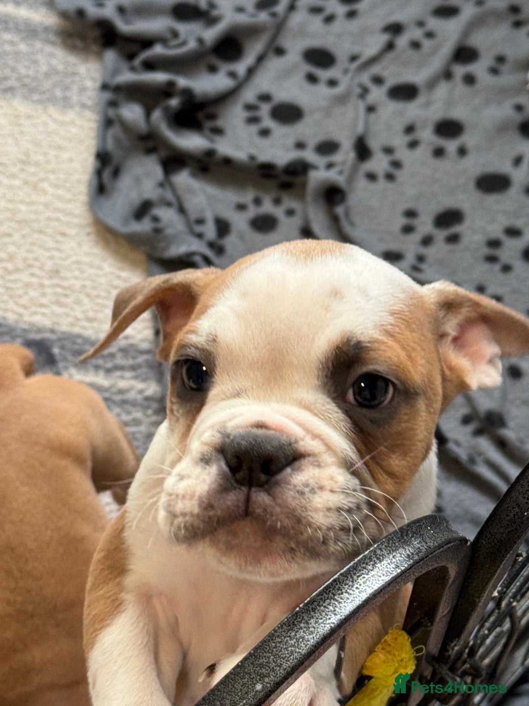 Dorset Olde Tyme Bulldogge dogs for sale: Bulldog puppy - Image 2