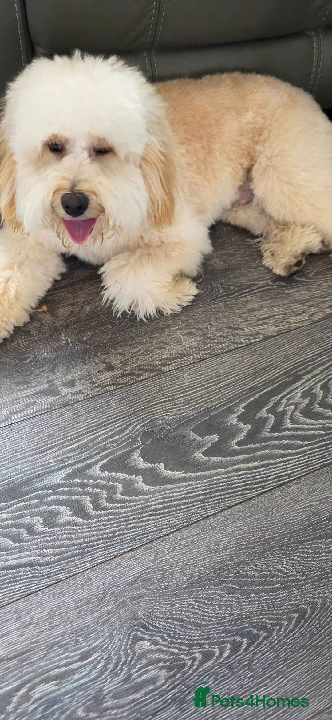 Mixed Breed dogs for sale: Charley  - Advert 2
