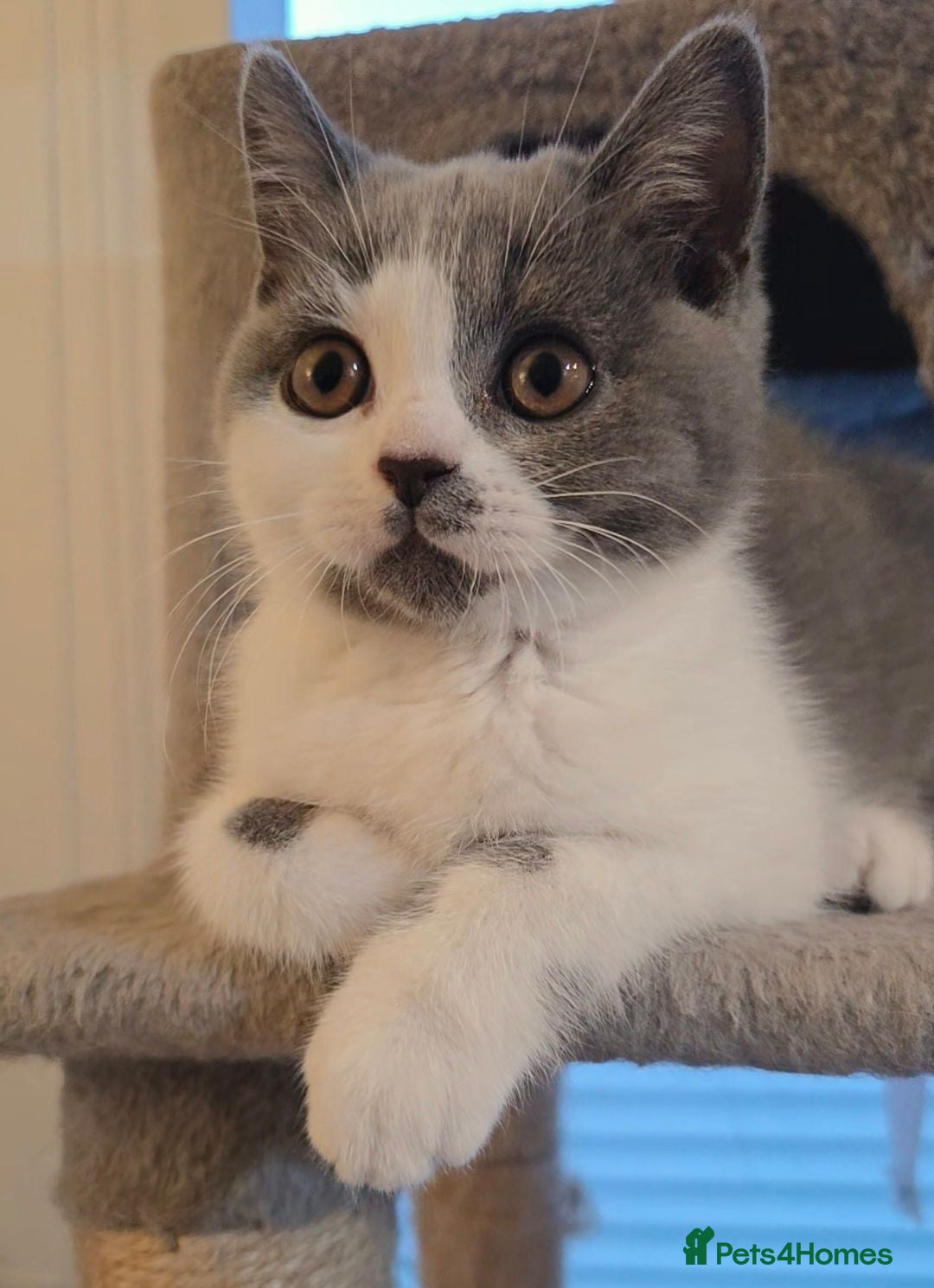 British Shorthair cats 2 girls BSH- Reduced to help find loving homes - Advert 2