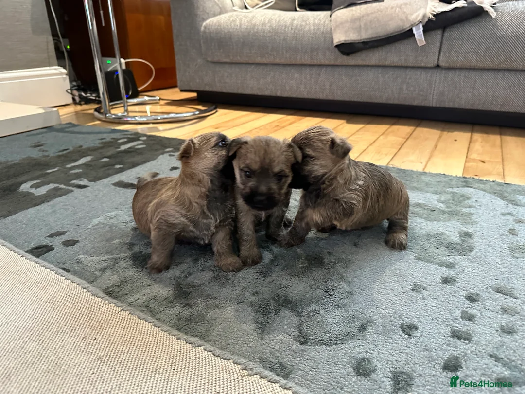Cairn Terrier dogs for sale: Cairn terrier pups  - Advert 10