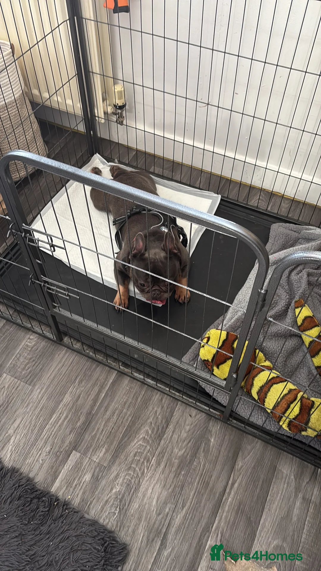 French Bulldog dogs for sale: Beautiful 3-Year-Old French Bulldog – £1,000  - Advert 4