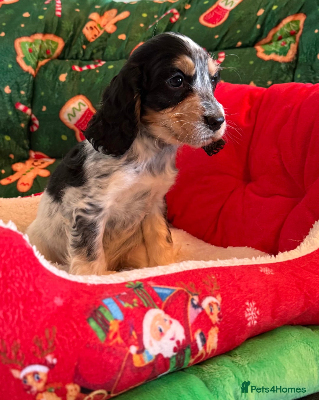 Cocker Spaniel dogs for sale: Stunning 5 Star KC  Show Cocker Spaniels - Advert 2