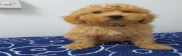 Miniature Poodle dogs for sale: Beautiful miniature poodle puppies ready now - Advert 32