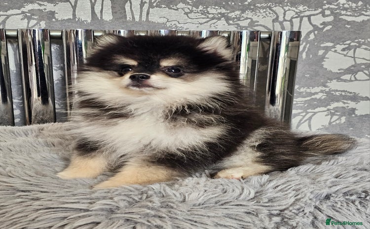 Pomsky dogs - Advert 4