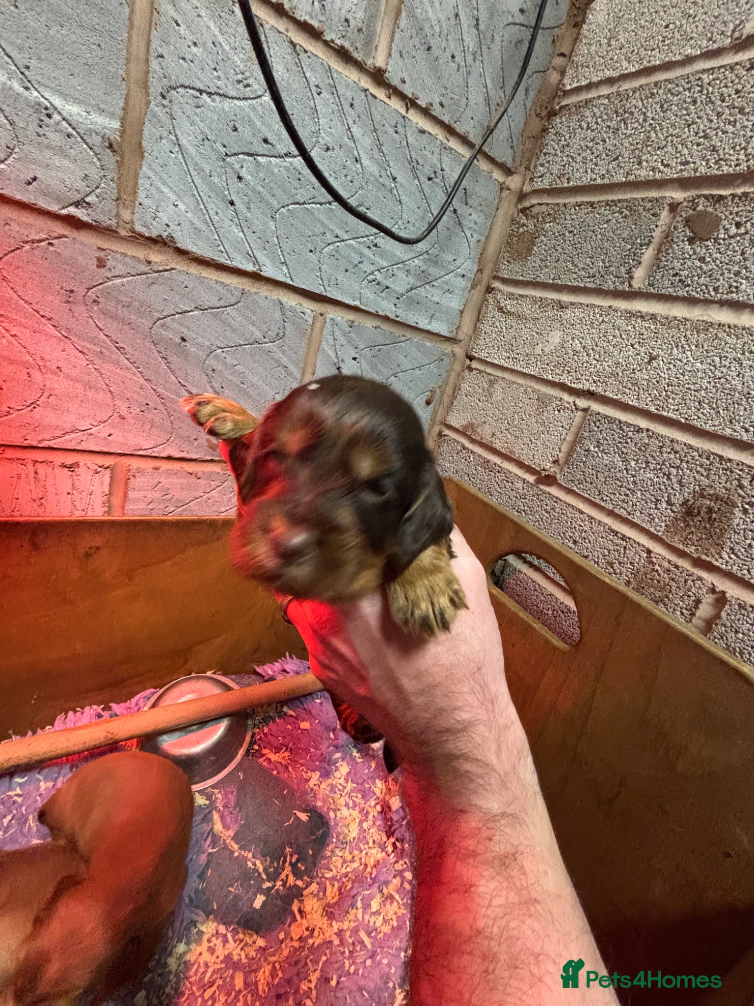 Cocker Spaniel dogs Champion Bred Working Cocker Spaniel Boys - Advert 1