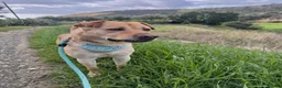 Mixed Breed dogs for adoption: Carlos wants his forever home  in Mexborough - Advert 3