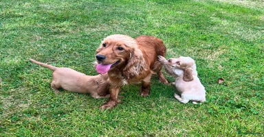 Cocker Spaniel dogs - Advert 6