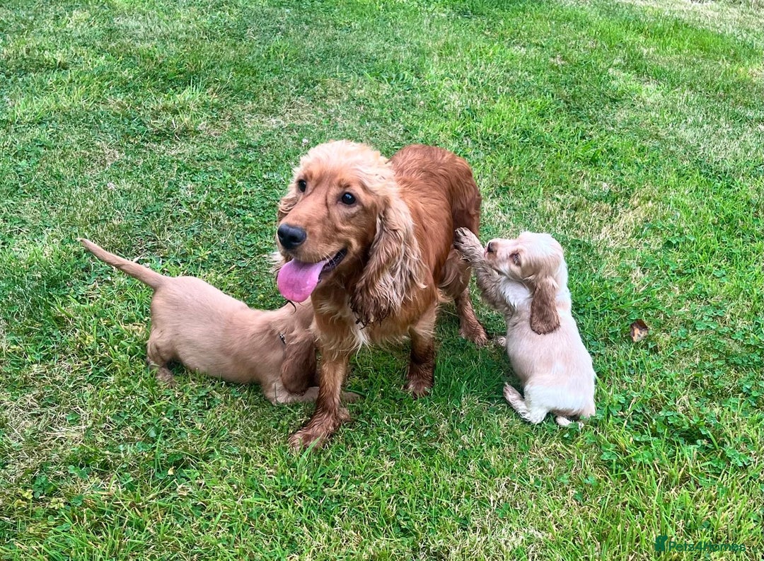 Cocker Spaniel dogs for sale: ⭐️ Show Type Cocker Spaniels ⭐️ - Image 6