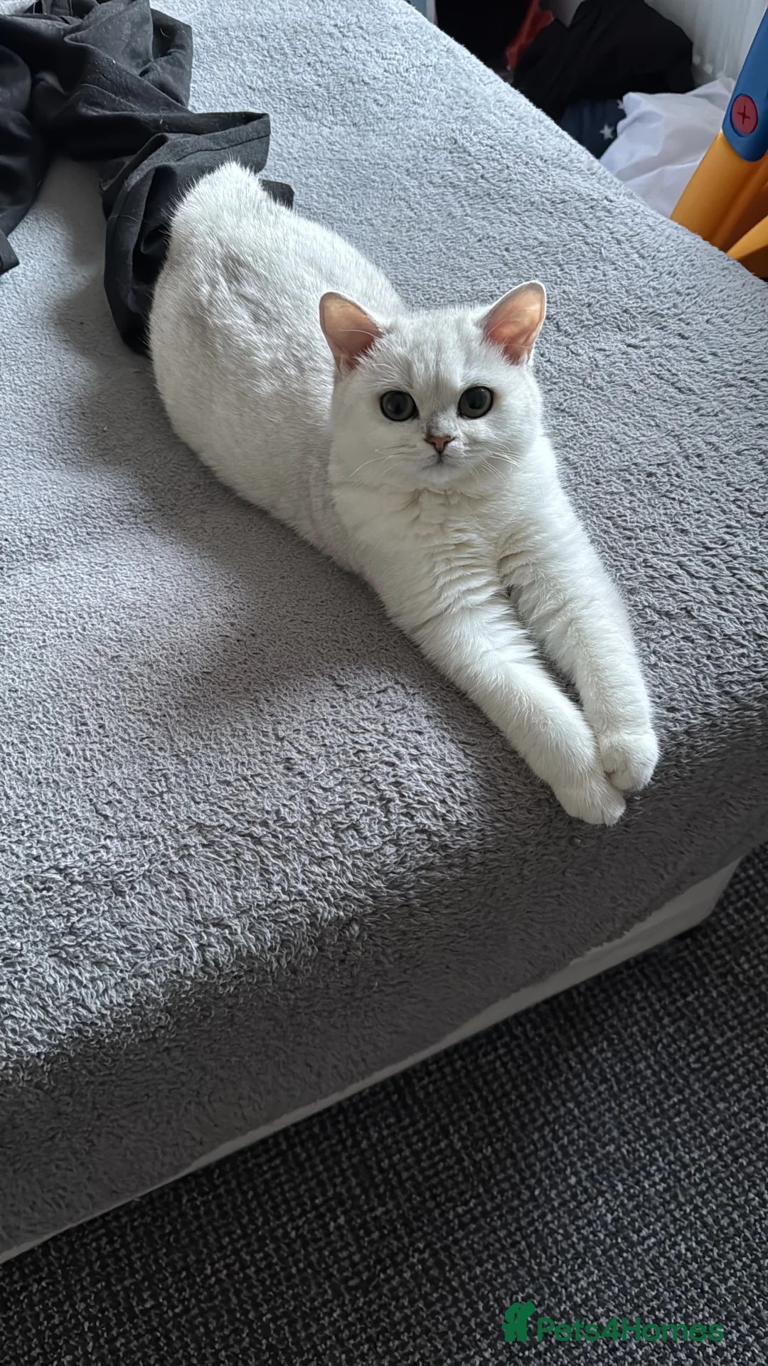 British Shorthair cats for stud: GCCF Registered British Shorthair Stud - Advert 4