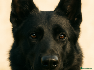 German Shepherd dogs in Darlington - Advert 8