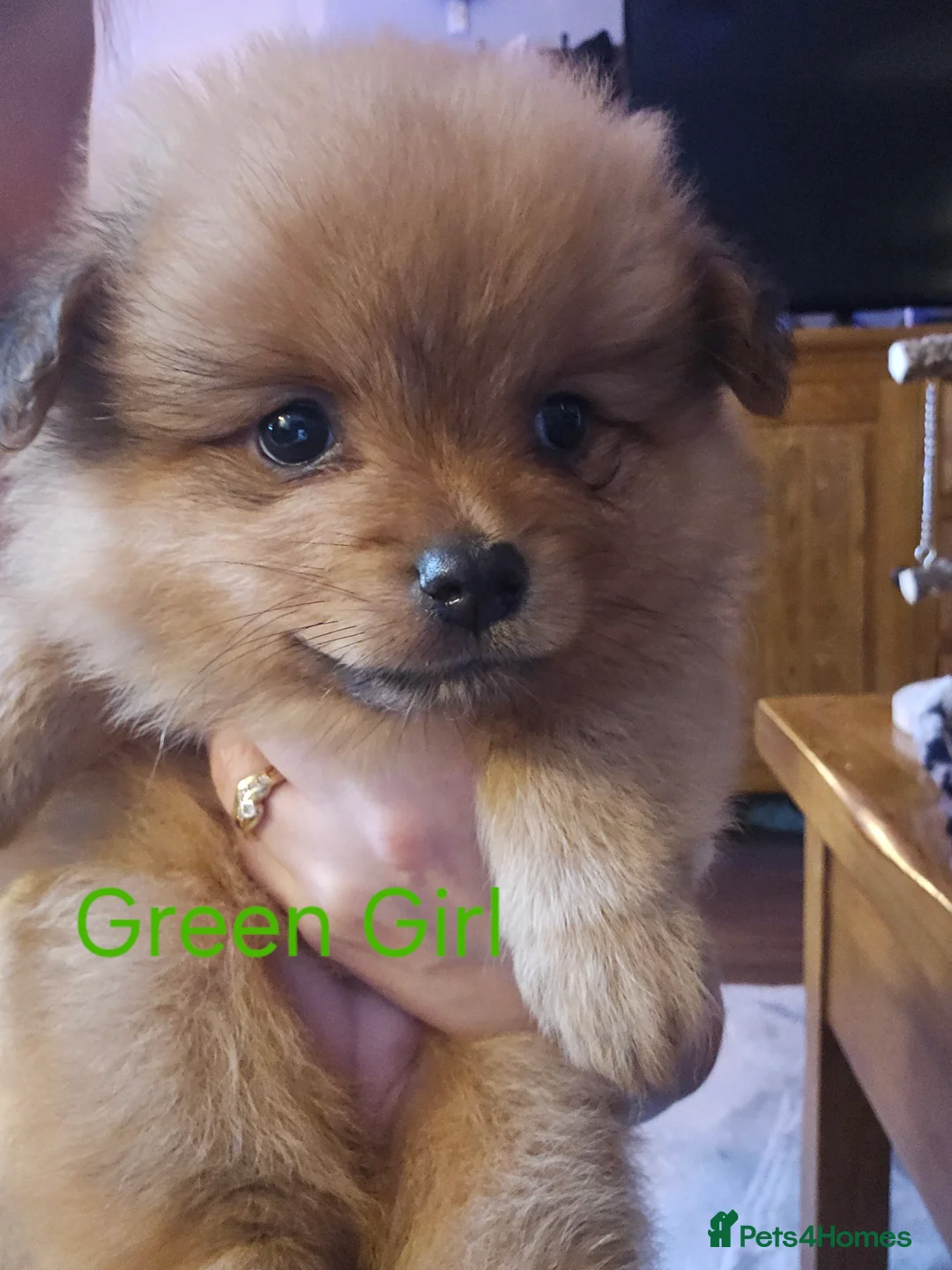 Pomeranian dogs for sale: 4 baby pomeranians for sale - Advert 38