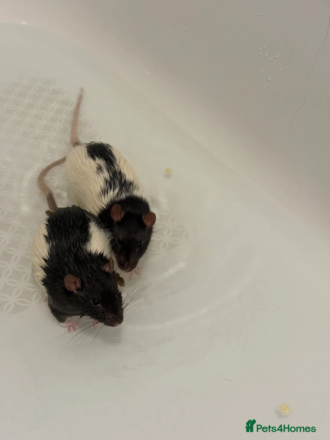 Rat rodents for sale: Luffy and Splinter are looking for a good family - Advert 4