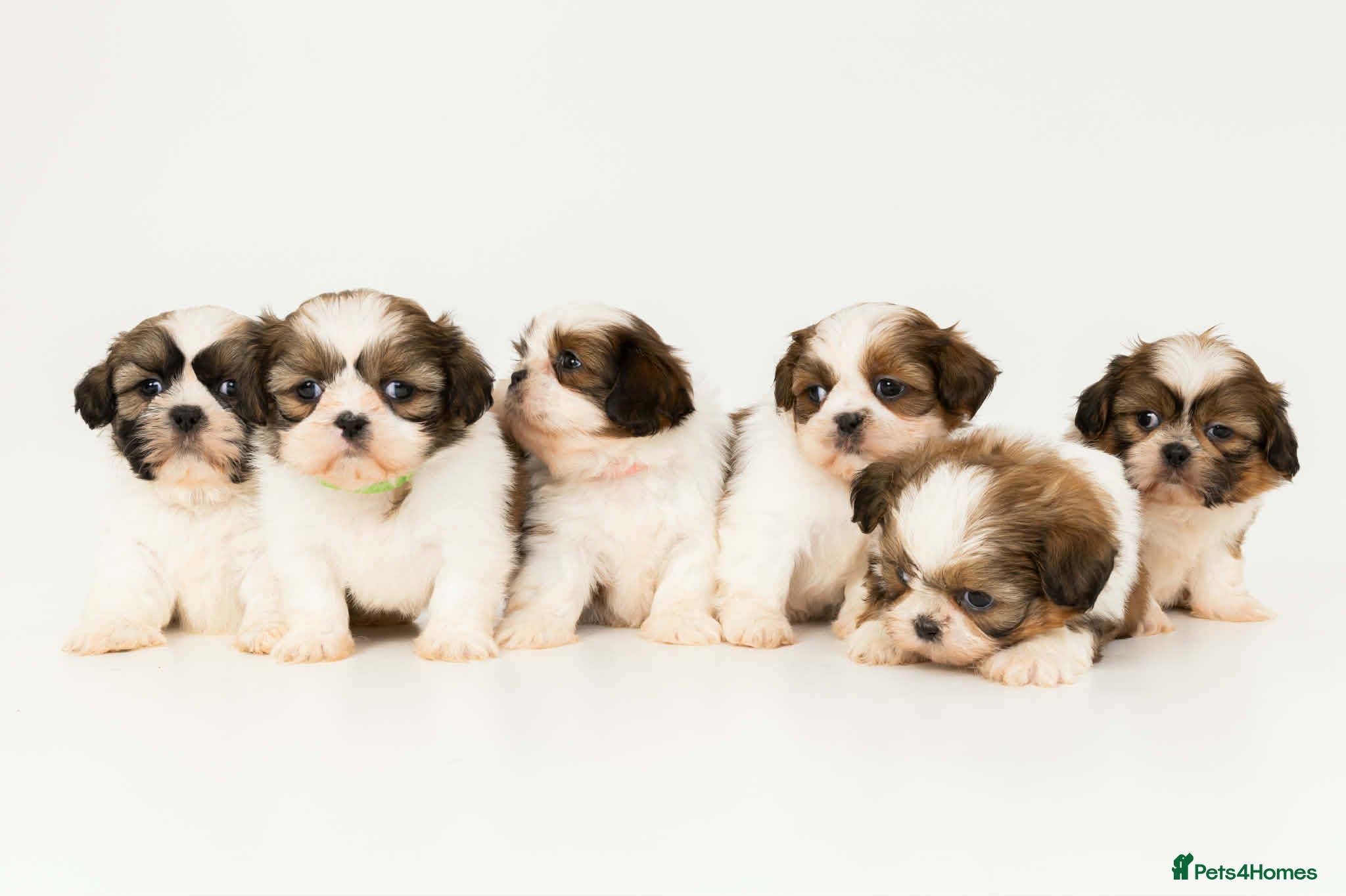 Shih Tzu dogs Early Spring Shihtzu Puppies  - Advert 1