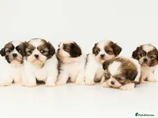 Shih Tzu dogs Early Spring Shihtzu Puppies - Advert 1