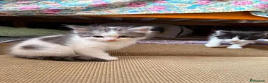 Go