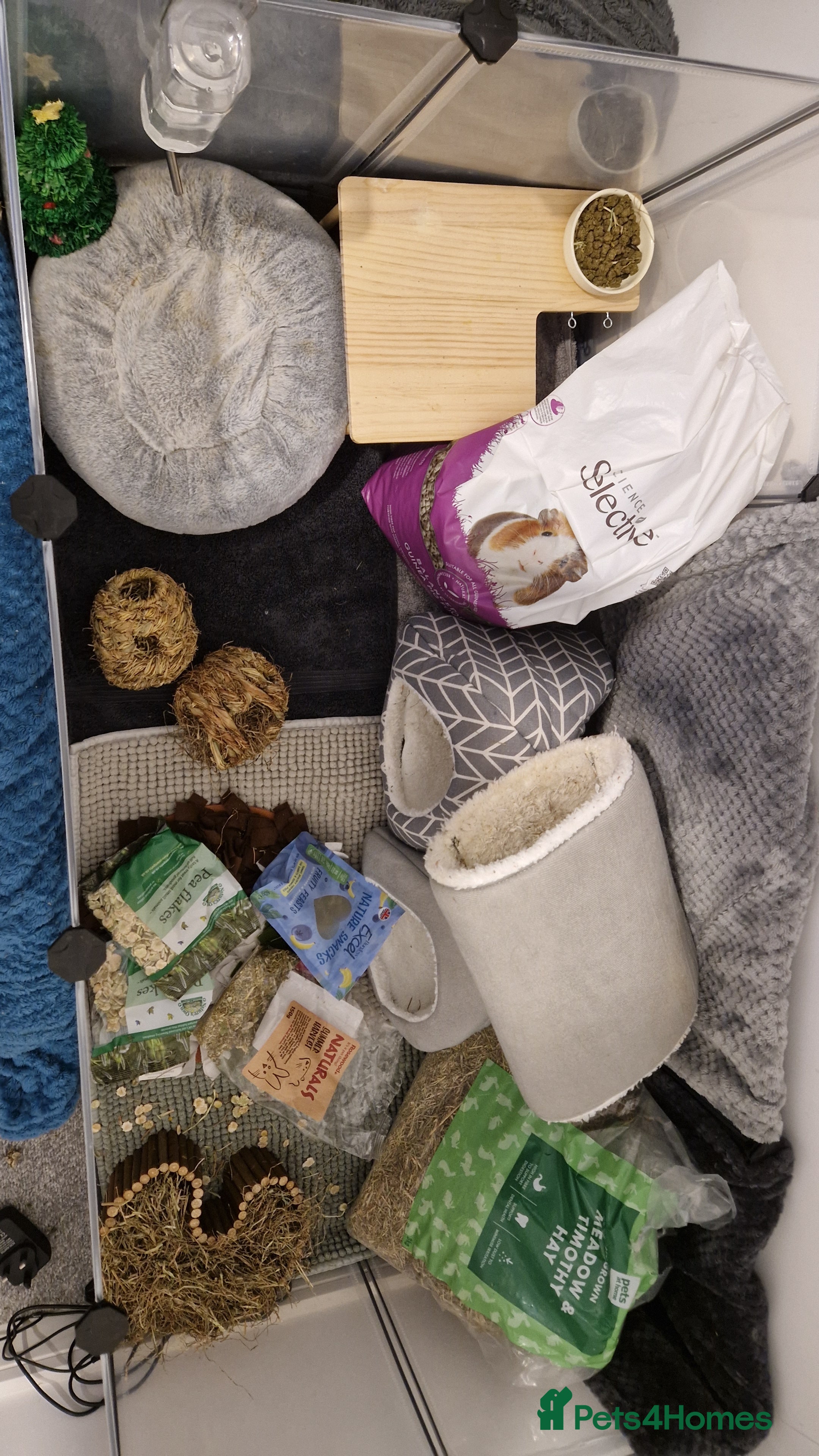 Guinea Pig rodents Guinea pigs and full set up - Advert 1