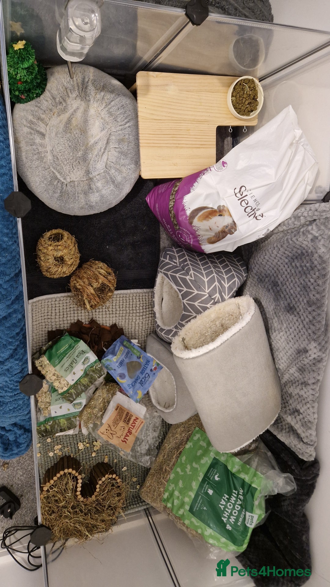 Guinea Pig rodents for sale: Guinea pigs and full set up - Advert 1