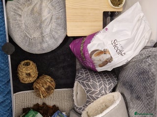 Guinea Pig rodents Guinea pigs and full set up - Advert 1