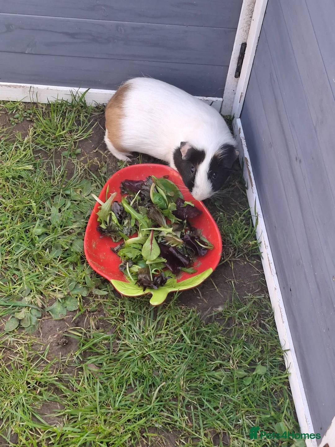 Guinea Pig rodents for sale: Male Guinea Pig - Advert 2