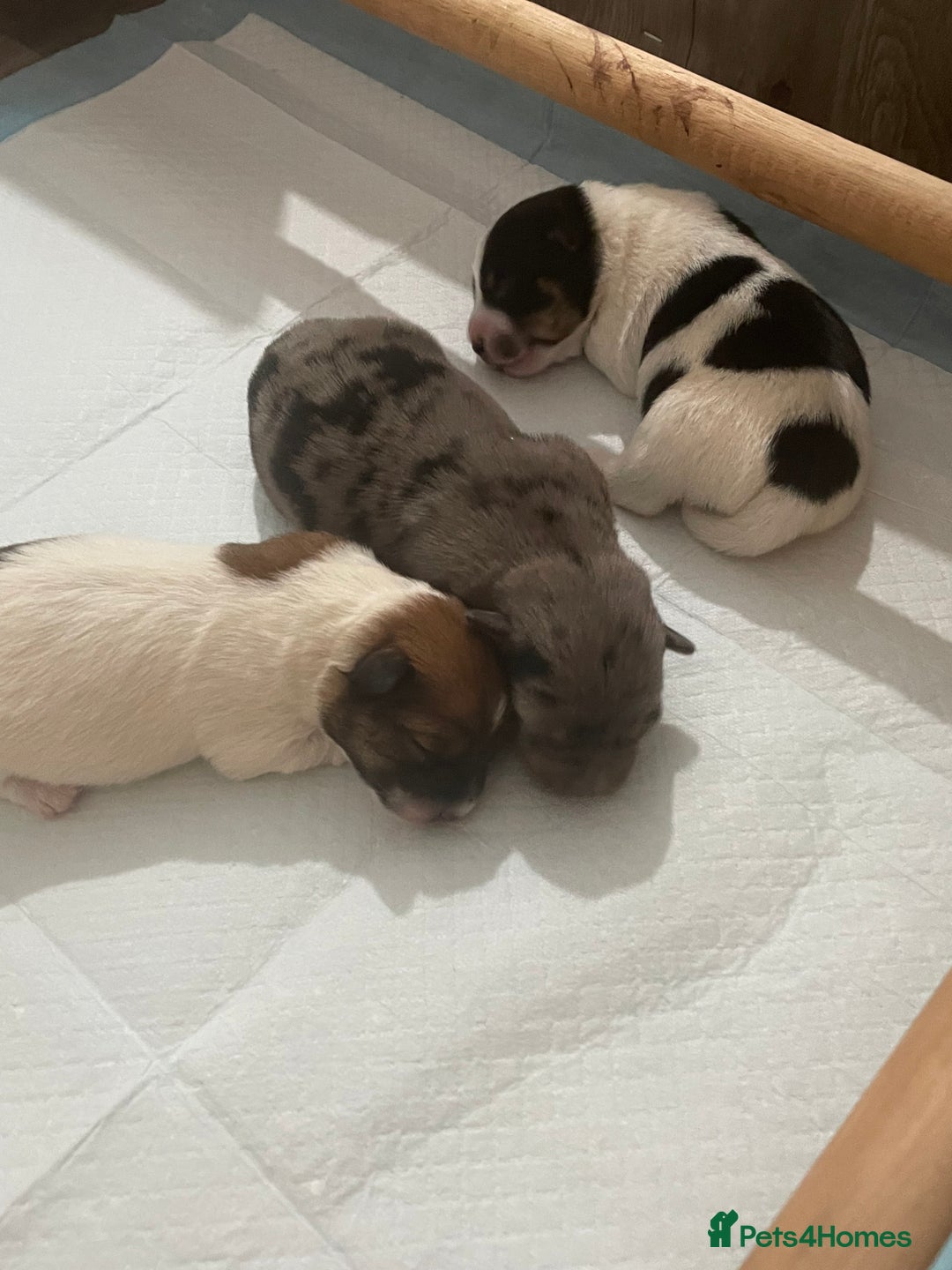 Jack Russell dogs for sale: Beautiful Jack Russell Terrier puppies available  - Advert 10