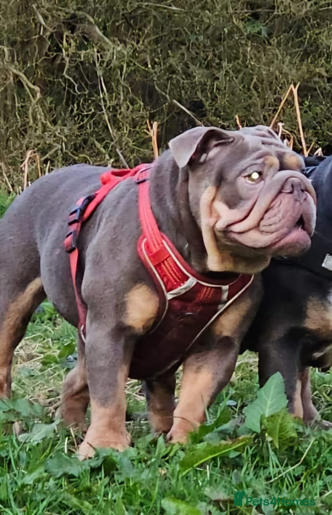 English Bulldog dogs for sale: Beautiful Bull dog puppies  - Advert 15