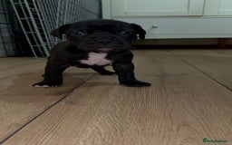 Cane Corso dogs for sale: Cane Corso Puppies for Sale - Image 1