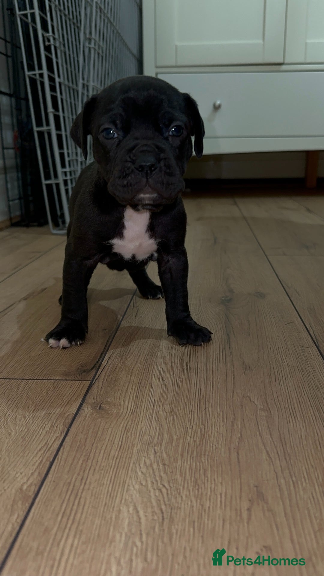 Cane Corso dogs for sale: Cane Corso Puppies for Sale - Image 1