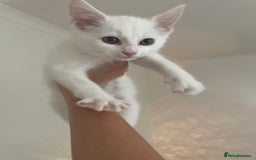 Domestic Shorthair cats for sale: Sweet boy Charlie - Image 6
