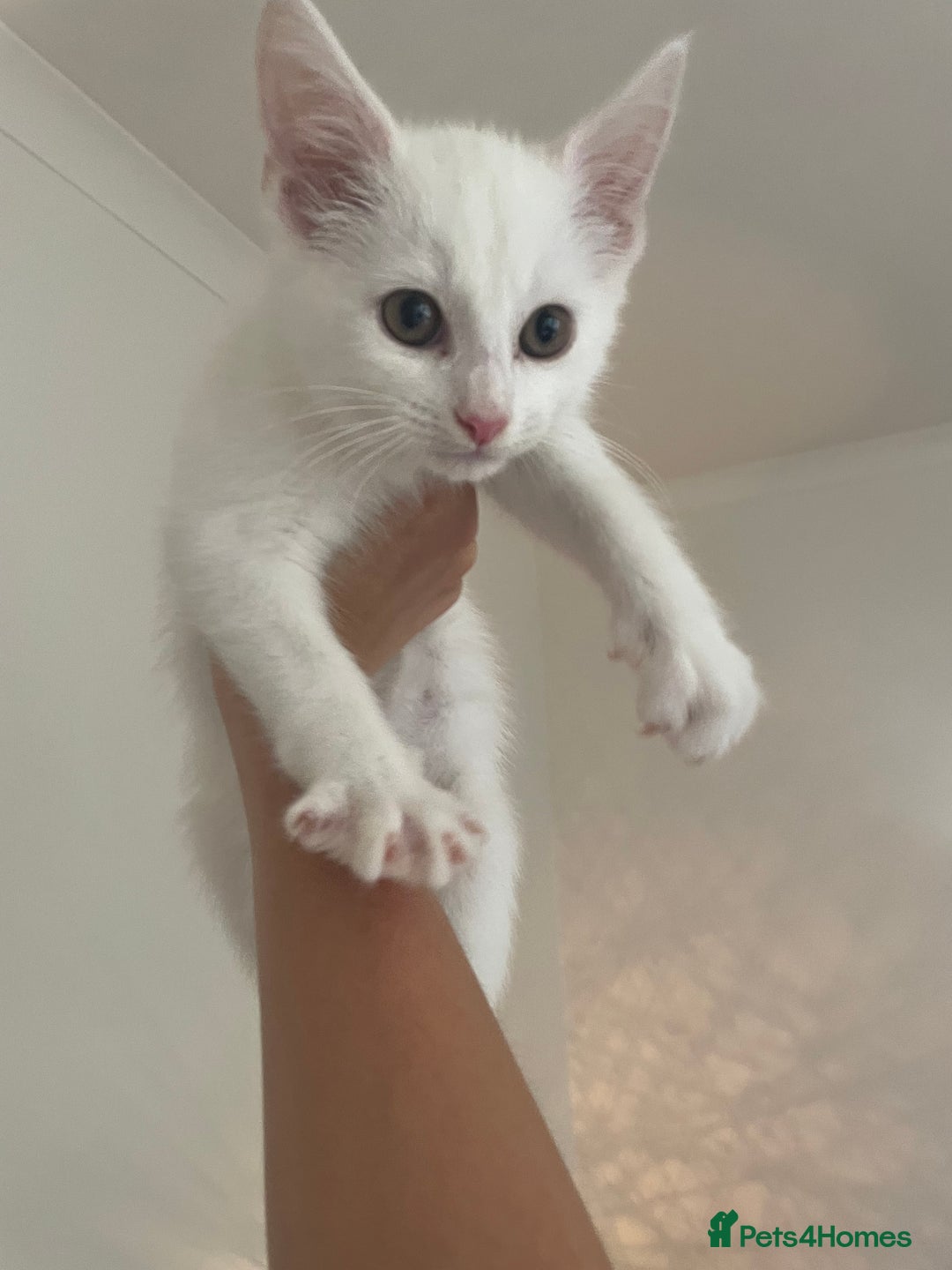 Domestic Shorthair cats for sale: Sweet boy Charlie - Image 6