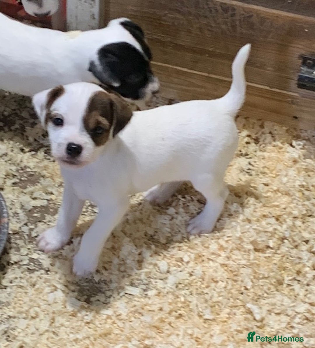 Parson Russell dogs for sale: Parson Russell Dog Puppy - Advert 1