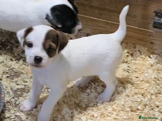 Parson Russell dogs Parson Russell Dog Puppy - Advert 6