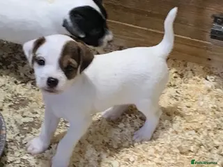 Parson Russell dogs Parson Russell Dog Puppy - Advert 9