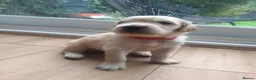 Golden Retriever dogs for sale: Golden Retriever Puppies Available - Advert 4