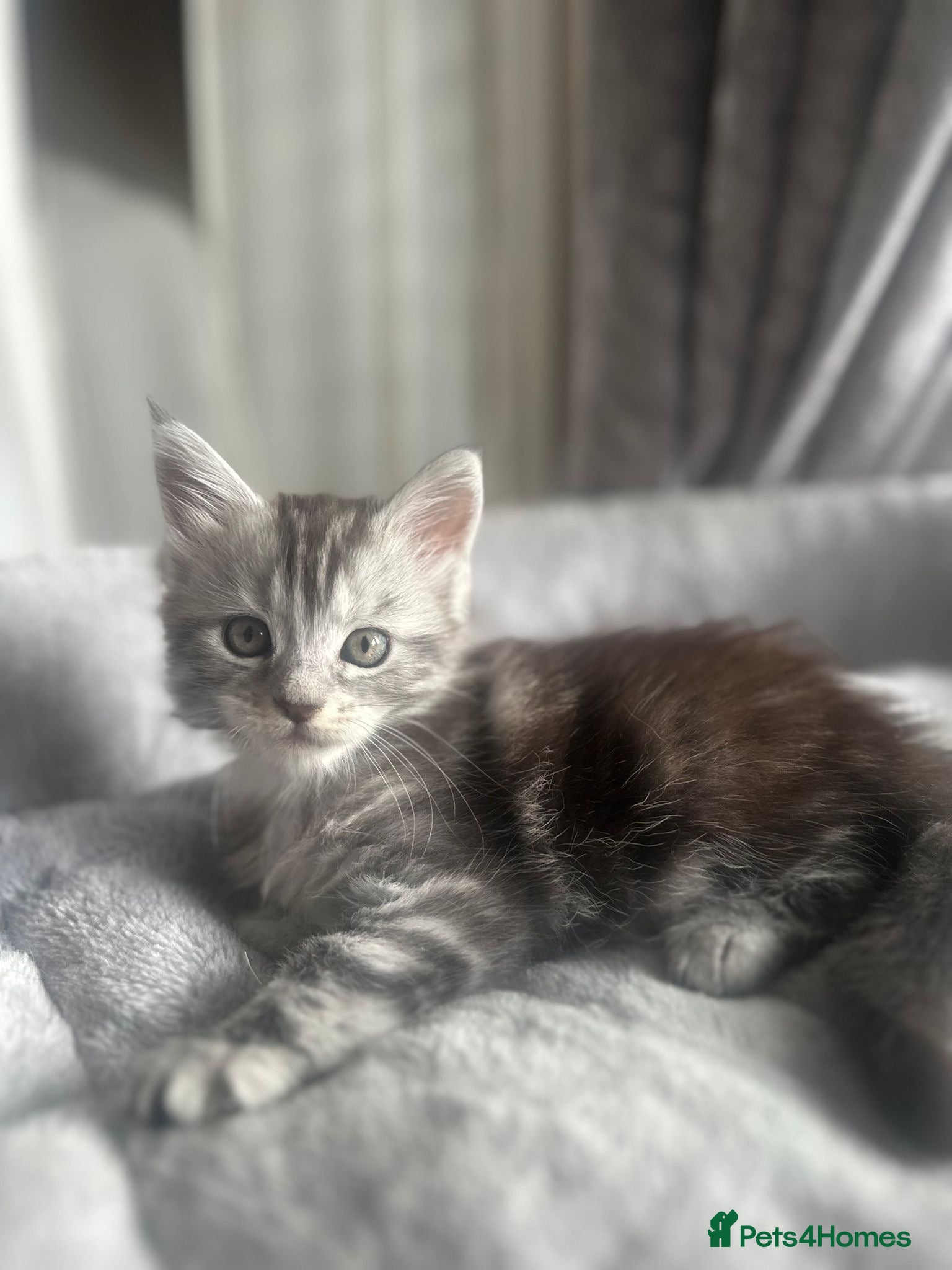 Maine Coon cats Stunning Maine Coon Litter Of Kittens  - Advert 7