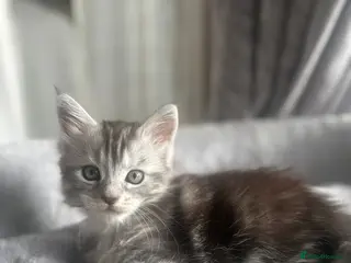 Maine Coon cats Stunning Maine Coon Litter Of Kittens - Advert 4