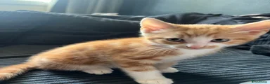 Domestic Shorthair Kitten 1